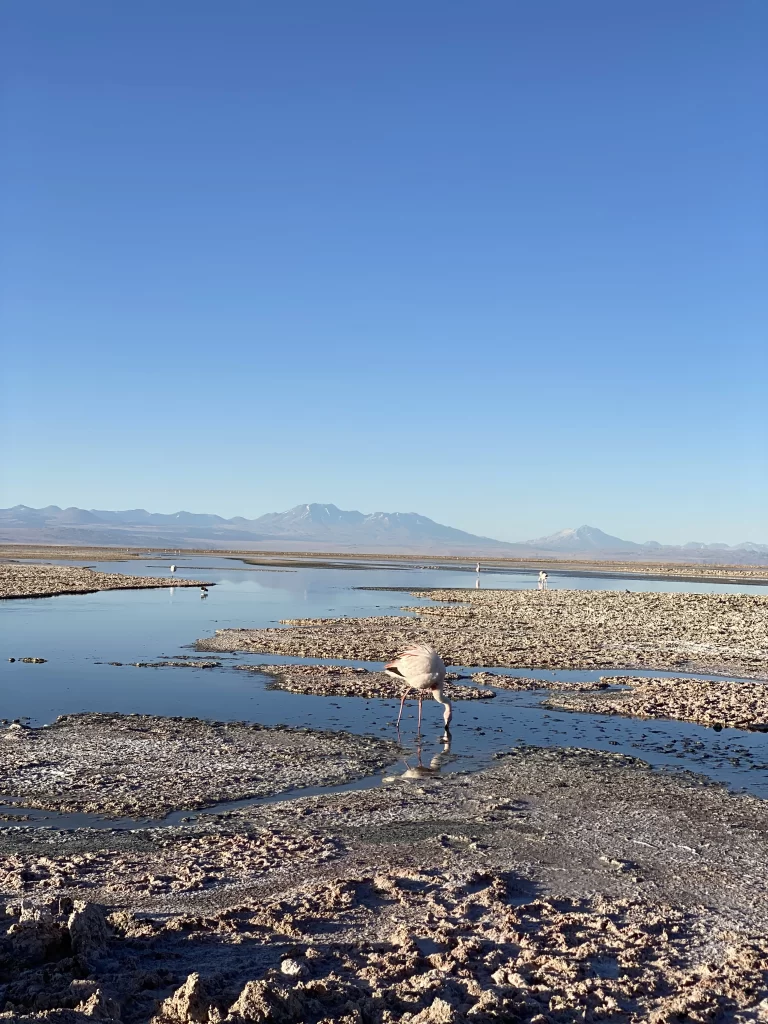 Atacama 7